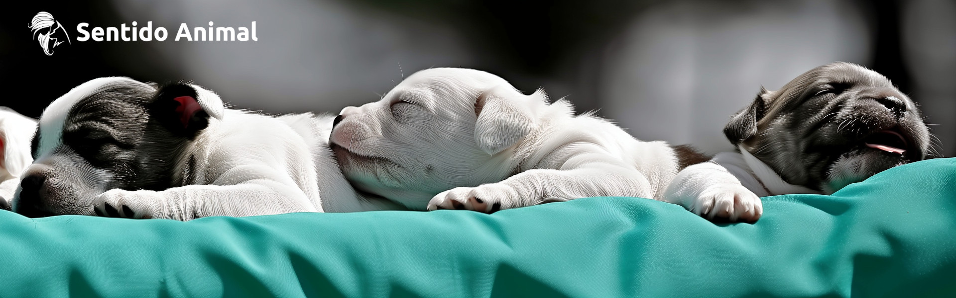 PASIÓN POR LOS ANIMALES, VOCACIÓN POR EL ENTRENAMIENTO Y EL BIENESTAR ANIMAL