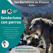 cartel de senderismo con perros_San-Bartolomé de Pinares - perro en la montaña con algo de nieve