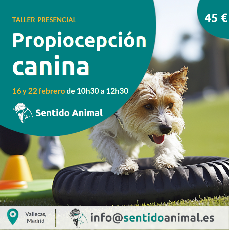 Propiocepción canina - taller canino